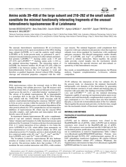 Amino acids 39&ndash;456 of the large subunit and 210&ndash;262 of the small