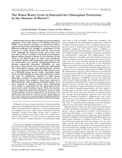 The Water-Water Cycle Is Essential for Chloroplast