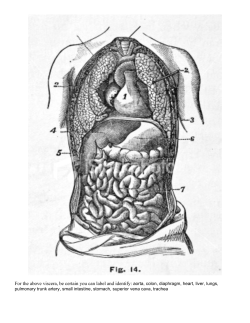 For the above viscera, be certain you can label and identify: aorta