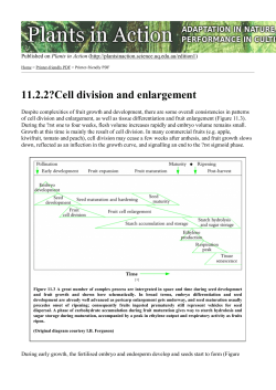 11.2.2?Cell division and enlargement