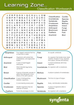 Classification Wordsearch