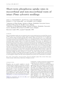 Short-term phosphorus uptake rates in mycorrhizal and non