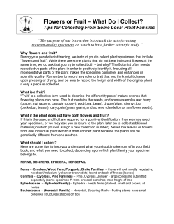 Handout Flowers and Fruits