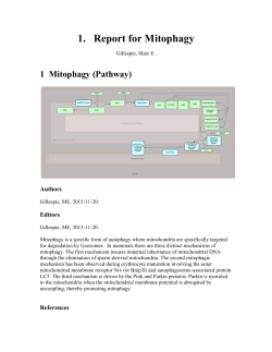 1 Mitophagy (Pathway)