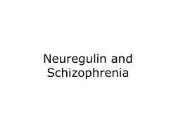 Neuregulin and Schizophrenia