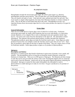 Plankton Pages - River-Lab