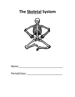 Skeletal system