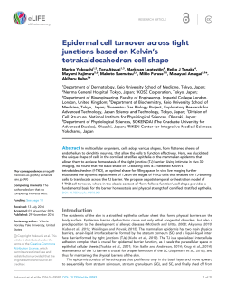 Epidermal cell turnover across tight junctions based on Kelvin`s