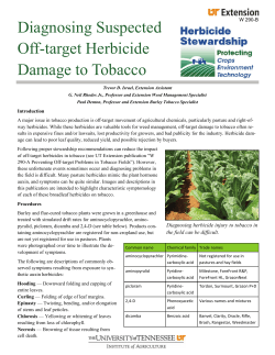Diagnosing Suspected Off-target Herbicide Damage to Tobacco