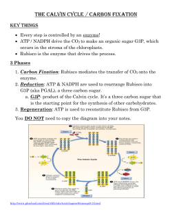 The Calvin cycle / carbon fixation