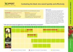 Combating the black vine weevil quickly and effectively