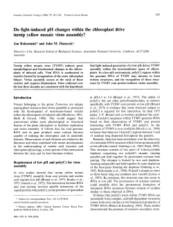 Do light-induced pH changes within the chloroplast drive turnip