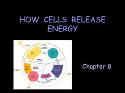 Enzymes allow a cell to rearrange molecules as they extract energy