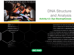 Activity 4.3: Dye Electrophoresis