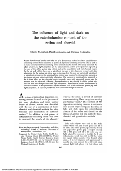 The influence of light and dark on the catecholamine content