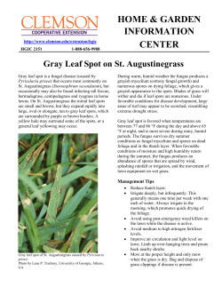 Gray Leaf Spot on St. Augustinegrass