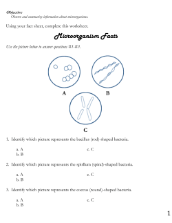 Types of Microorganisms Bacteria Characteristics