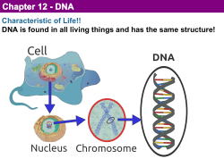 DNA Structure Powerpoint