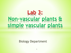 Lab 3:Non-vascular plants