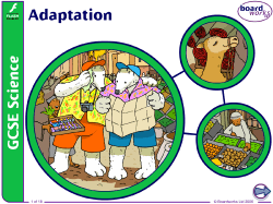 8. Adaptation