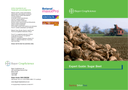 Expert Guide: Sugar Beet