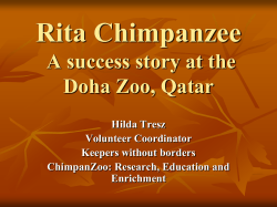 A success story Rita Chimpanzee at the Doha Zoo