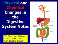 Digestive System - Ector County ISD.
