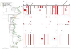 Intact comYC gene Disrupted comYC gene Leaf node label key (A