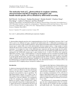 The molecular basis of C4 photosynthesis in sorghum: isolation