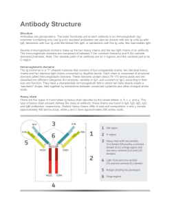 Antibody Structure Structure Antibodies are glycoproteins. The basic