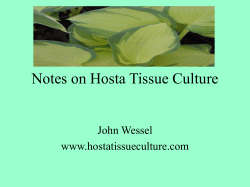 Notes on Hosta Tissue Culture
