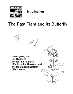 PDF Introduction - Wisconsin Fast Plants