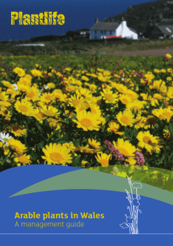 Arable plants in Wales