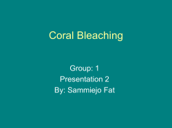 Coral Bleaching