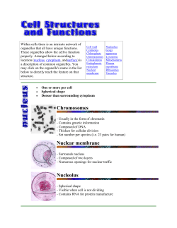 Cell wall