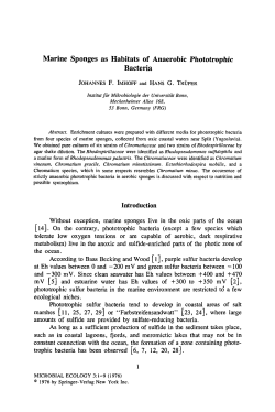 Marine sponges as habitats of anaerobic phototrophic bacteria