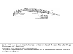 Elevated pCO 2 drives lower growth and yet increased calcification
