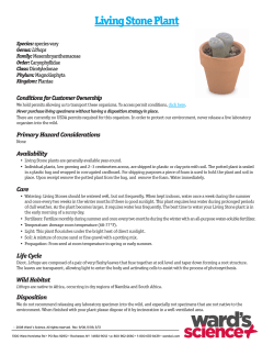 Living Stone Plant