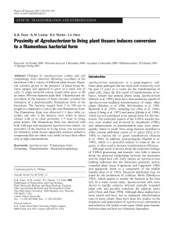Proximity of Agrobacterium to living plant tissues induces