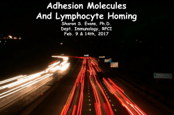 Adhesion Molecules And Lymphocyte Homing