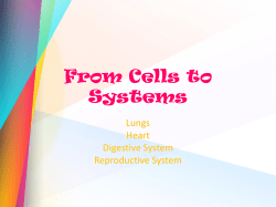 The digestive system