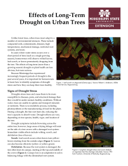 Effects of Long-Term Drought on Urban Trees