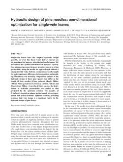 Hydraulic design of pine needles: one