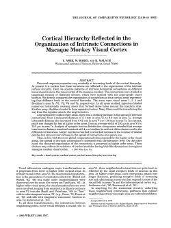 Cortical hierarchy reflected in the organization of intrinsic