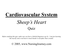 Cardiovascular System Sheep`s Heart