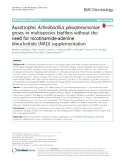 AuxotrophicActinobacillus pleurpneumoniaegrows in multispecies