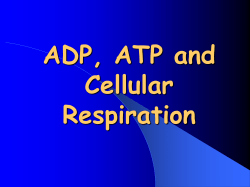 ADP, ATP and Cellular Respiration Powerpoint