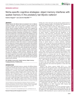 Niche-specific cognitive strategies: object memory interferes with