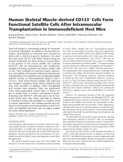 Human Skeletal Muscle&ndash;derived CD133+ Cells Form
