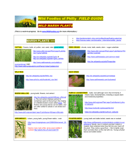 marsh plants - The Wild Foodies of Philly